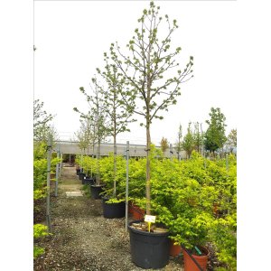 Ambrovník styraxový (Liquidambar styraciflua)  - výška 350-400 cm, obvod kmeňa: 14-16 cm, kont. C150L - NA KMIENKU